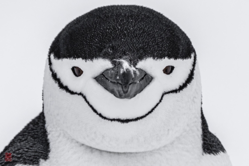 SEABOURN-VENTURE-Antarctica-2023161