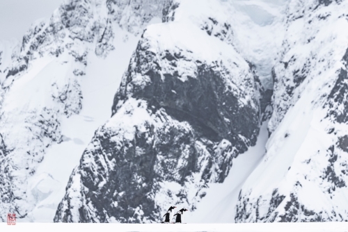 SEABOURN-VENTURE-Antarctica-2023164