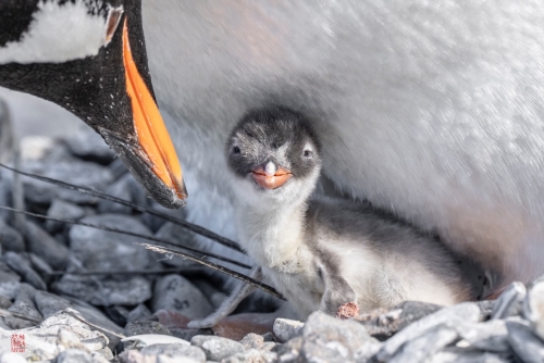SEABOURN-VENTURE-Antarctica-2023166