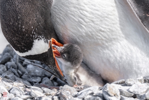 SEABOURN-VENTURE-Antarctica-2023167