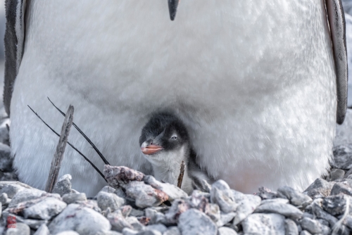 SEABOURN-VENTURE-Antarctica-2023168