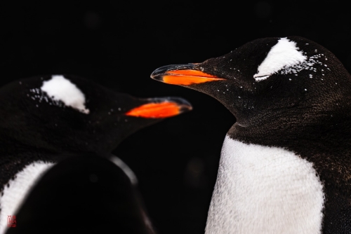 SEABOURN-VENTURE-Antarctica-2023173