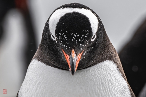 SEABOURN-VENTURE-Antarctica-2023174