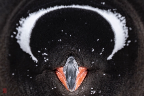 SEABOURN-VENTURE-Antarctica-2023178